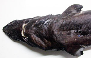 Zameus squamulosus_04.jpg